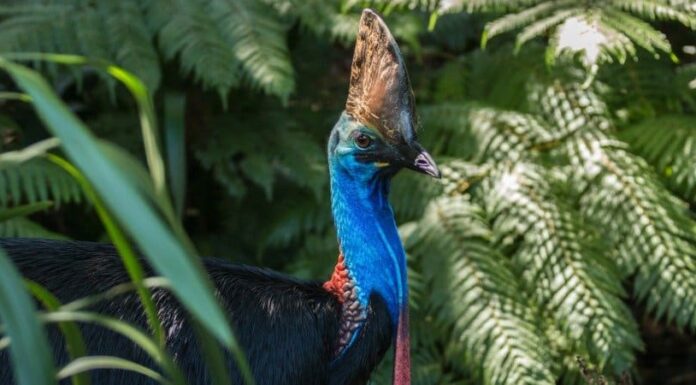 9 uccelli che attaccano gli umani
