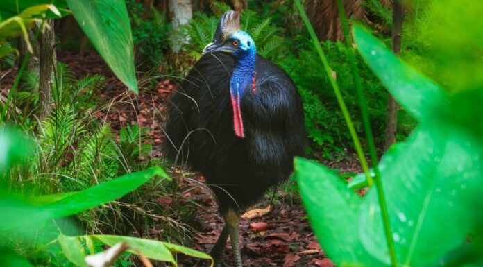 7 uccelli più mortali sulla terra
