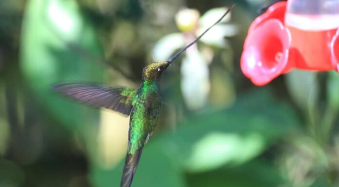 10 uccelli con i becchi più lunghi
