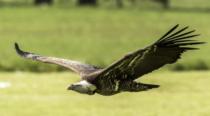 I 10 uccelli volanti più alti del mondo
