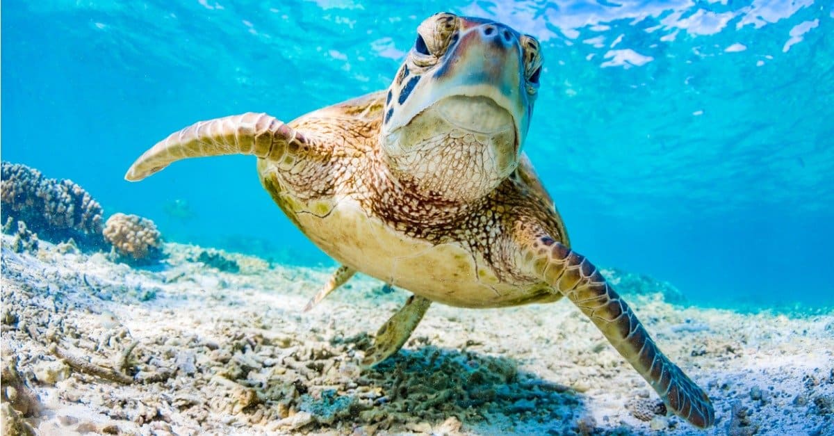 Cosa mangiano le tartarughe?