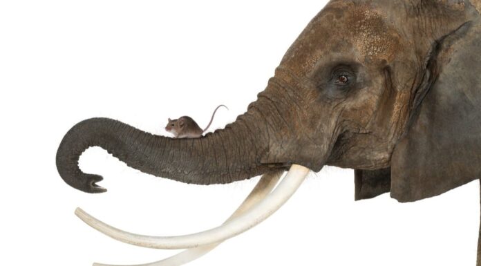 Are elephants afraid of mice - an elephant and mouse stand toe to toe