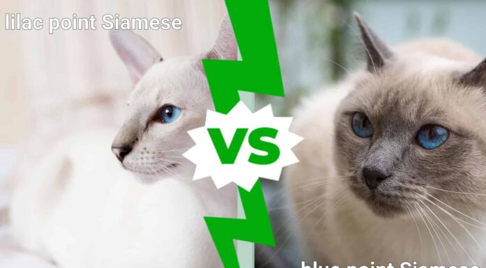 Lilac Point Siamese contro Blue Point
