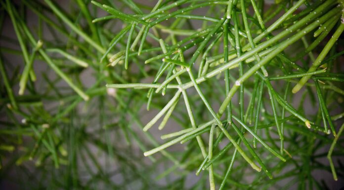 Tipi Di Piante Grasse Appese
