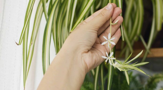 Le piante ragno producono fiori?
