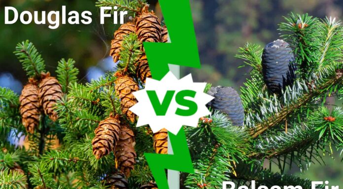  Abete di Douglas contro  Abete balsamico
