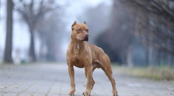 Guarda "Hulk": il più grande pitbull mai registrato
