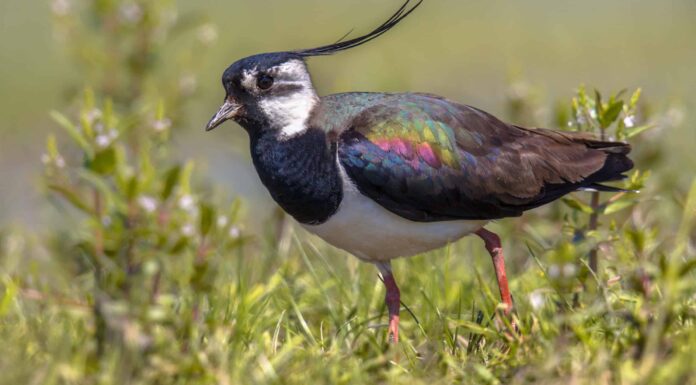 Pavoncella: L'uccello nazionale dell'Irlanda
