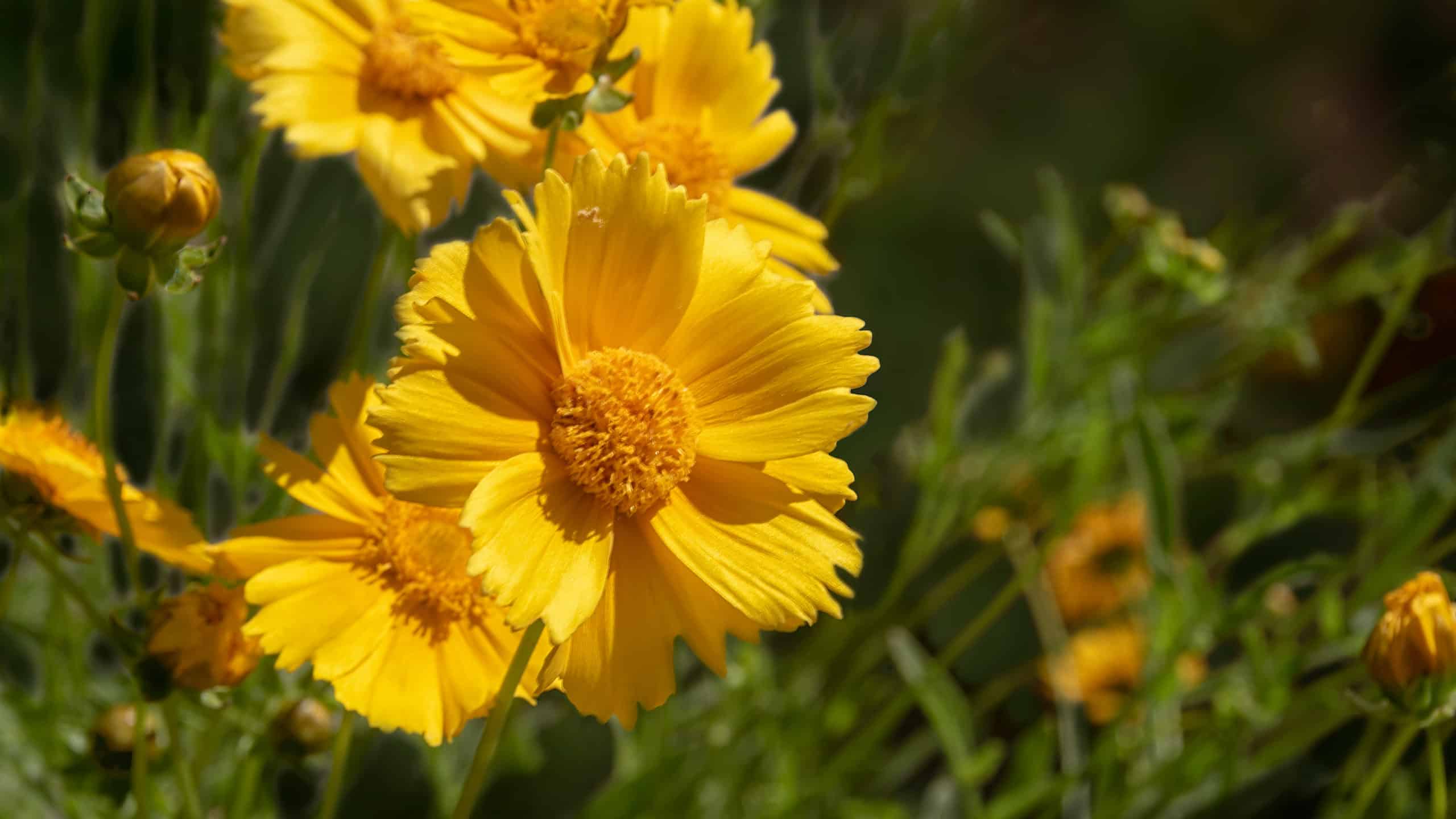 8 piante autoctone nello Utah