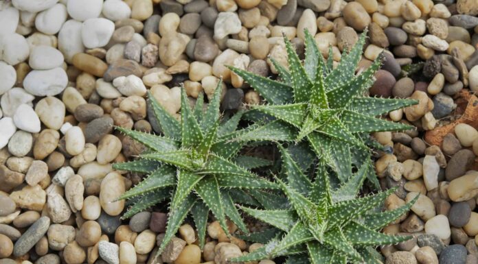 Tipi Di Piccole Piante Grasse
