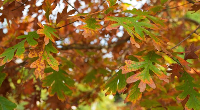 10 bellissimi alberi originari del New Jersey
