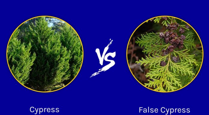 Cipresso contro falso cipresso: come distinguere
