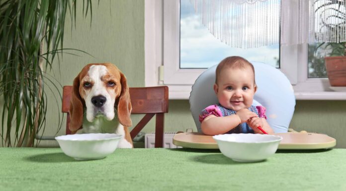 I cani possono mangiare alimenti per bambini?
