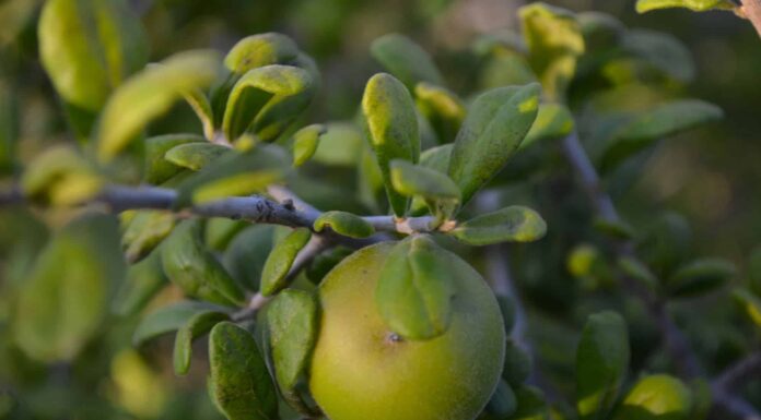 Trees Native to Texas