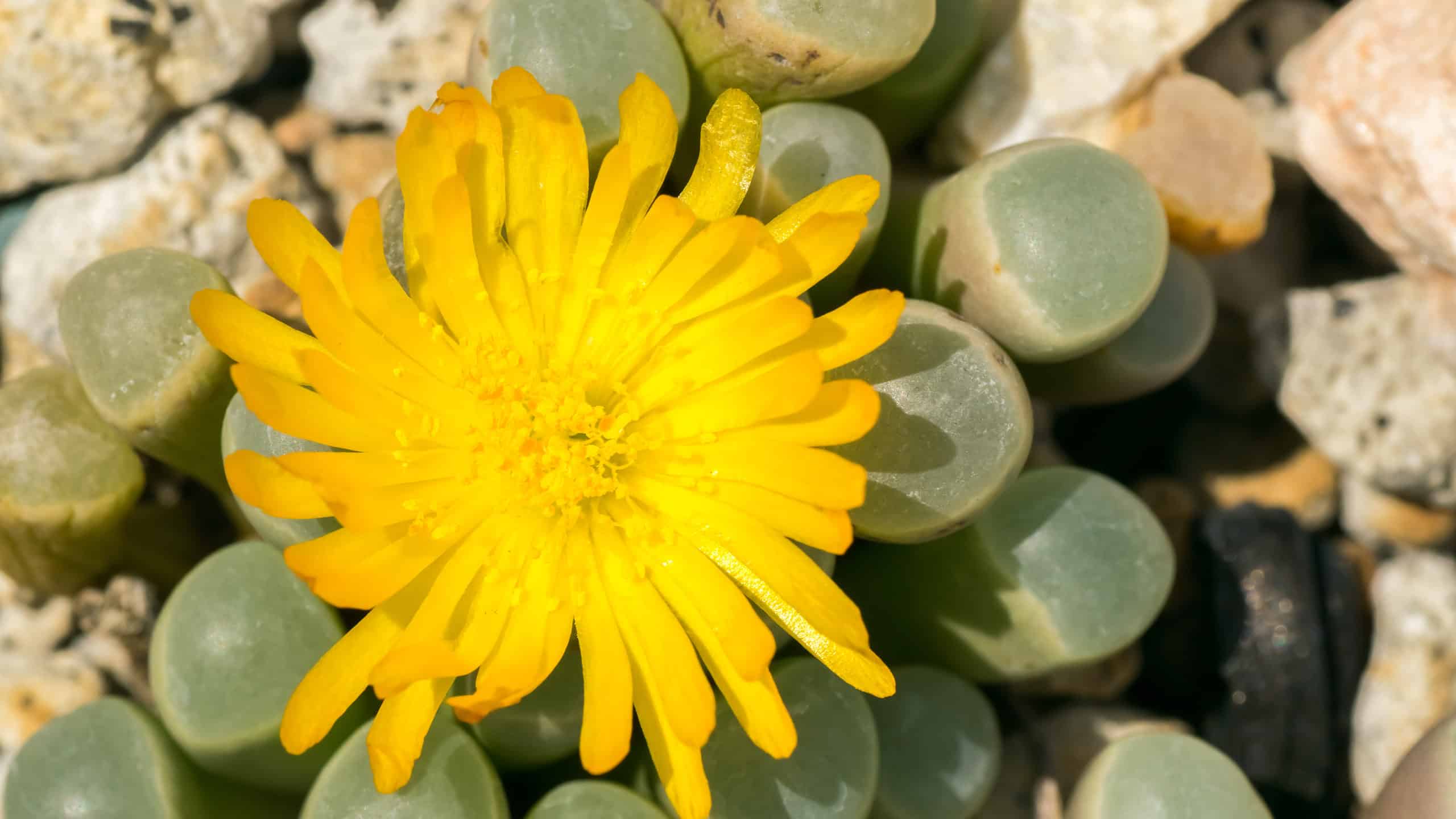 Tipi Di Piante Grasse In Fiore