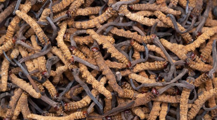 I 10 funghi più costosi del mondo
