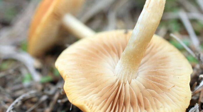 Champignon Mushrooms vs. Button Mushrooms