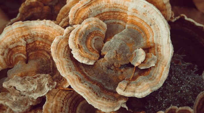 Funghi medicinali: 5 tipi e le loro storie
