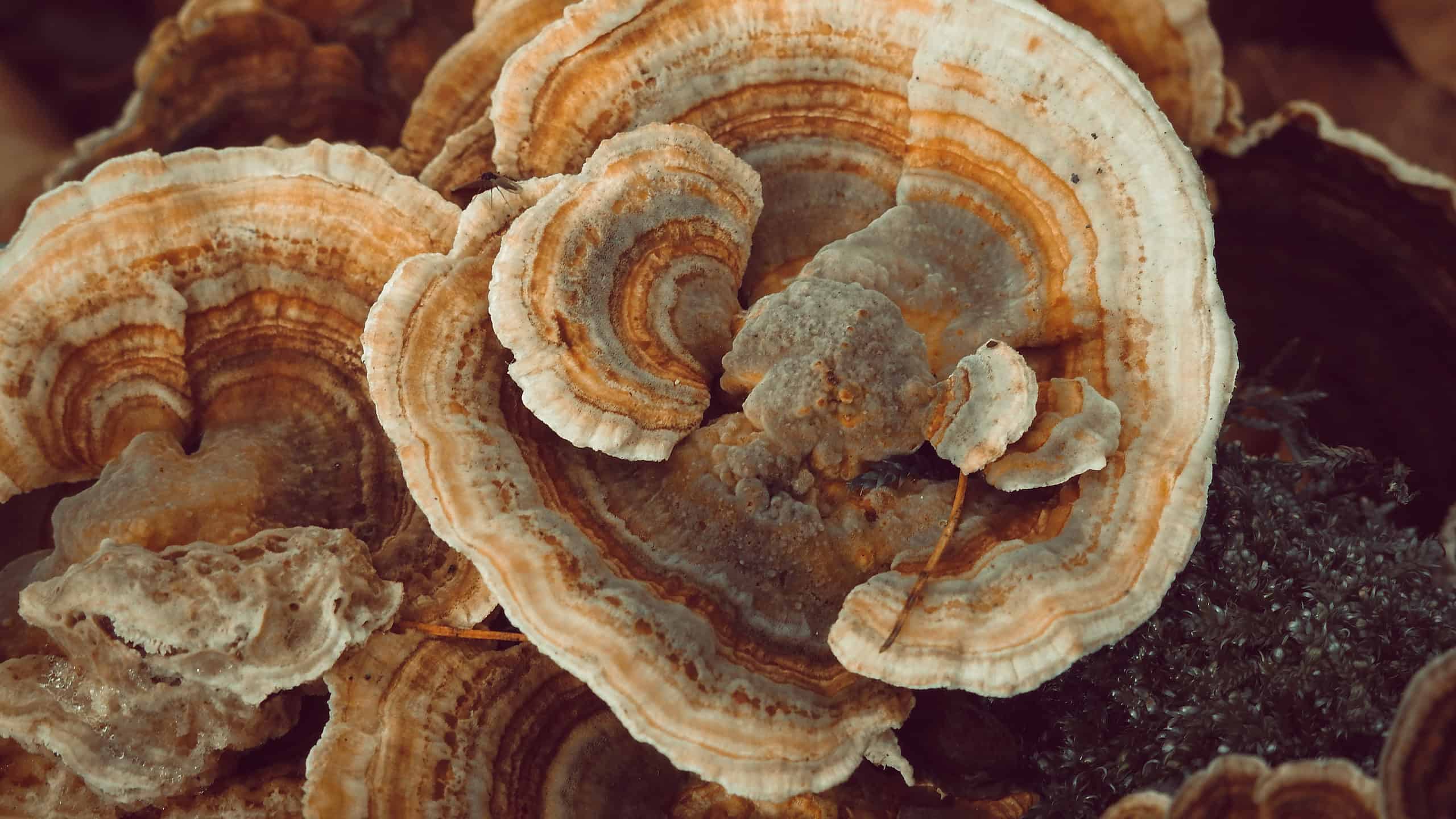 Funghi medicinali: 5 tipi e le loro storie