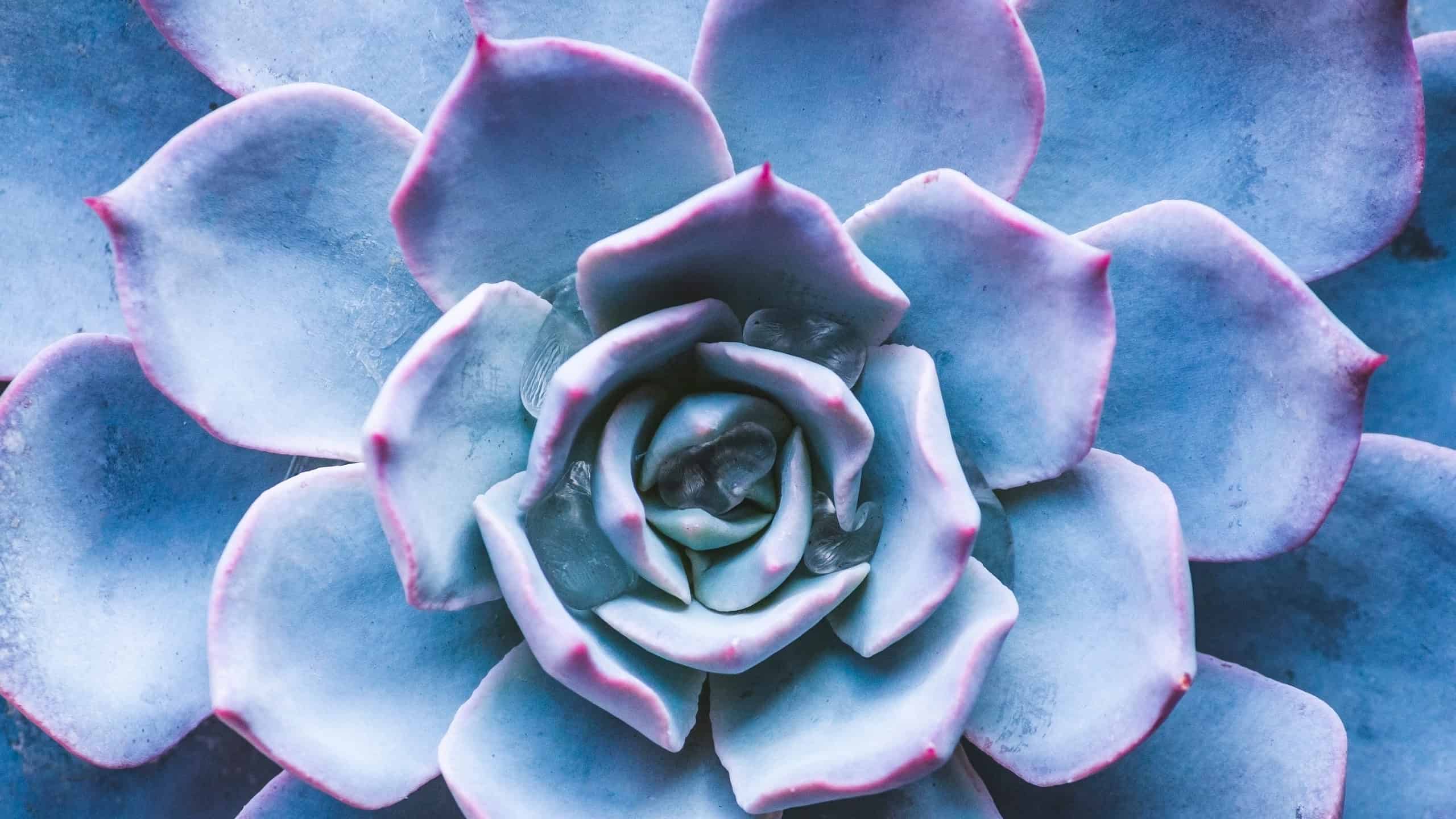 5 Tipi Di Piante Grasse Rosetta