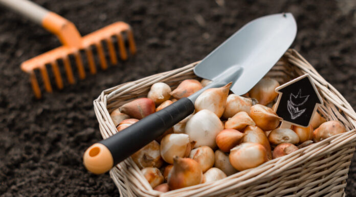 Quando piantare i bulbi da fiore
