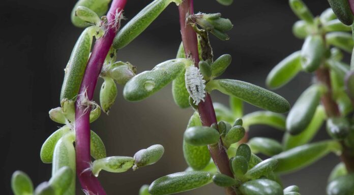 7 parassiti comuni per piante grasse
