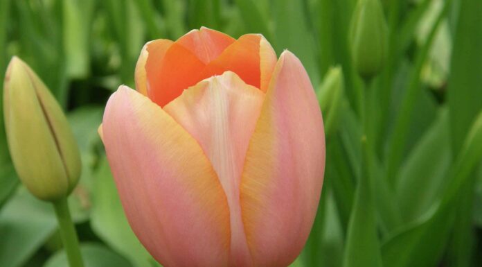 2 tulipani da coltivare alle Hawaii
