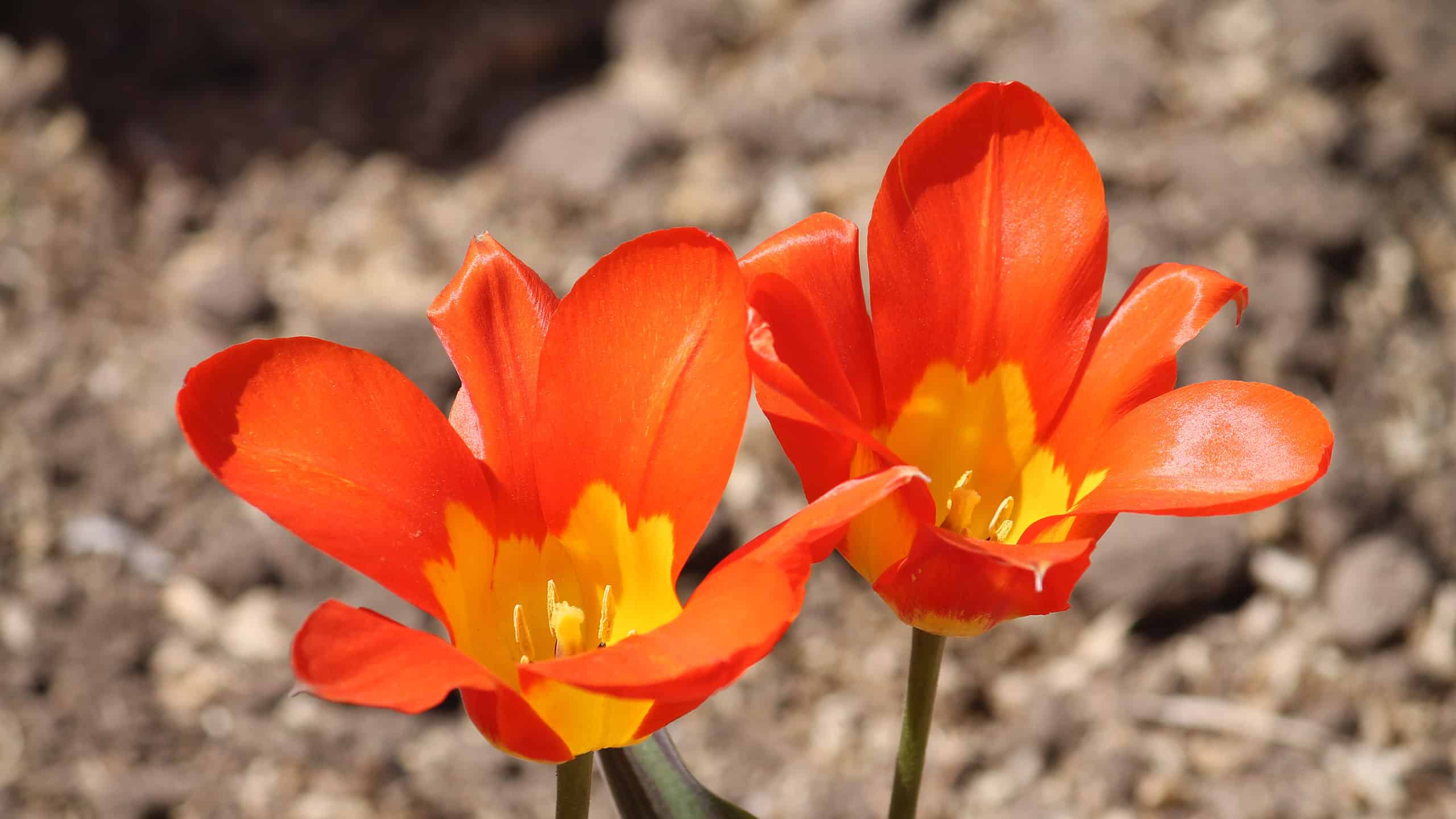 3 tulipani che prosperano in Ohio