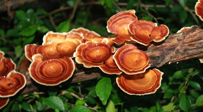 Funghi Reishi: una guida completa
