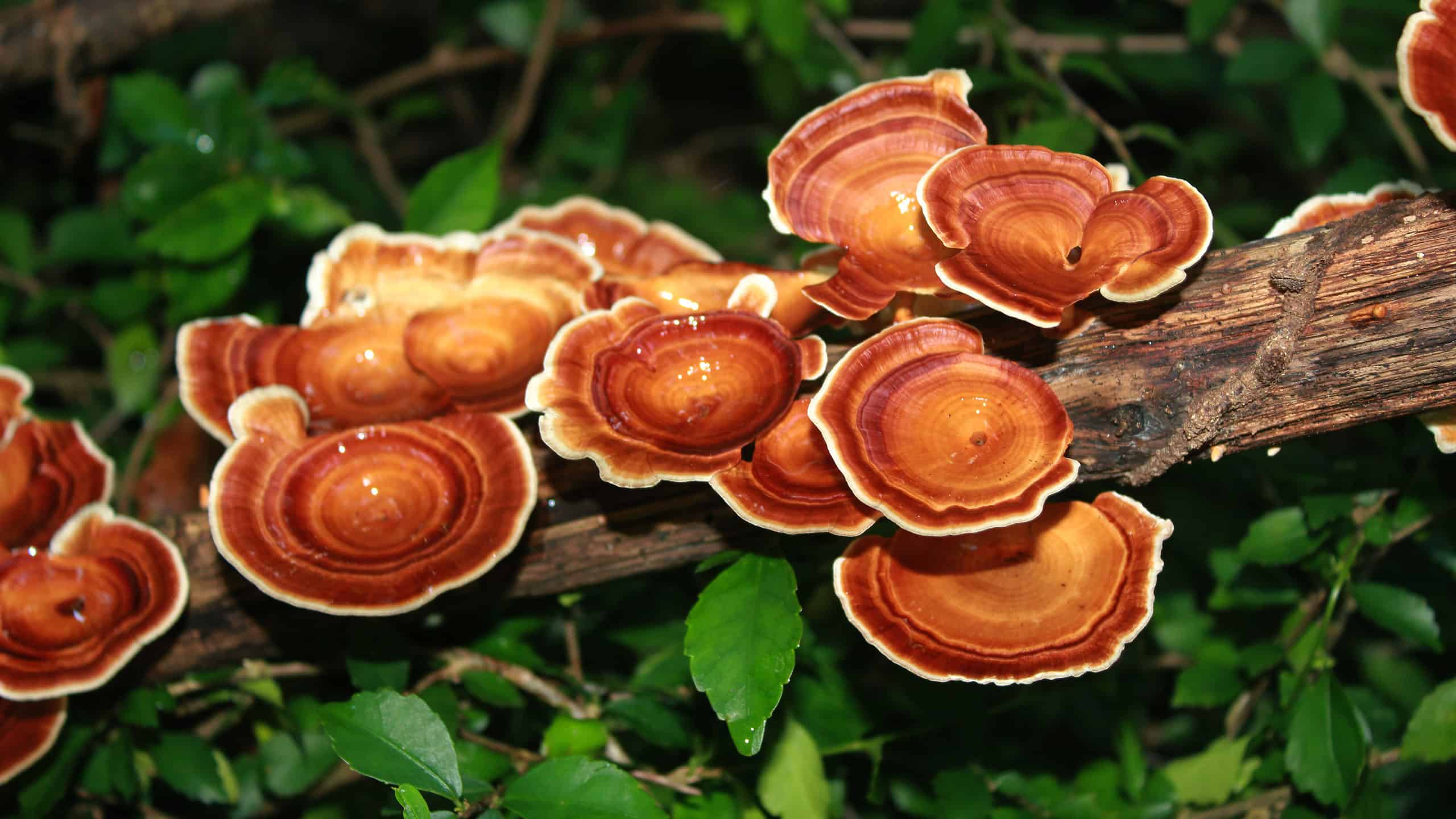 Funghi Reishi: una guida completa