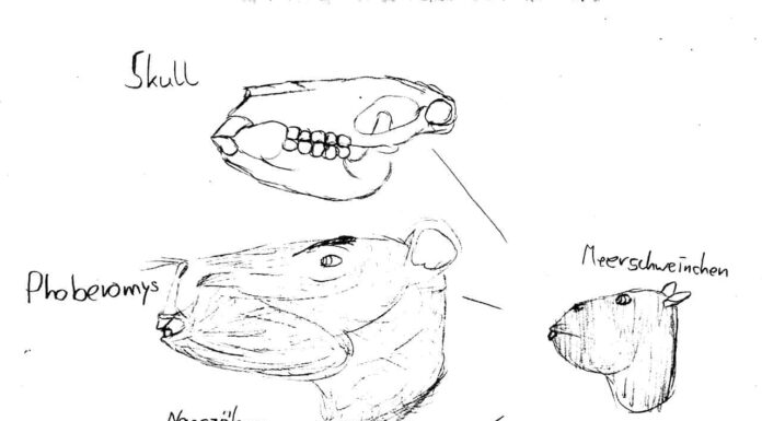 DDS IMAGE. Phoberomys