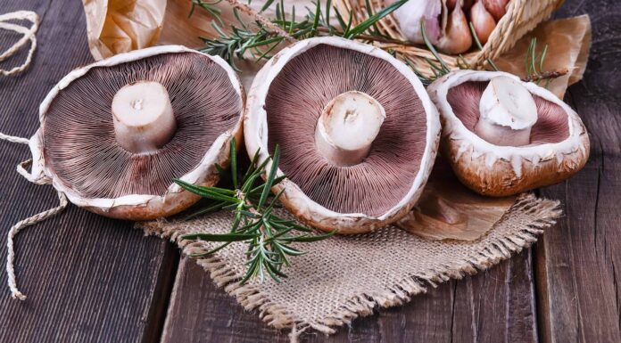 Funghi Portobello: una guida completa
