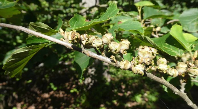 11 incredibili alberi nativi del Wisconsin
