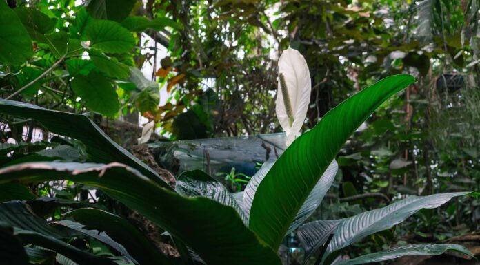 Varietà di gigli della pace: scopri questi 10 tipi
