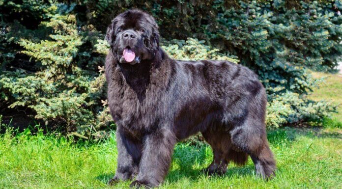 Miglior tipo di cane di Terranova con immagini
