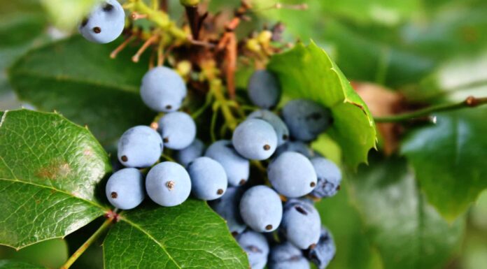 12 piante native dell'Oregon
