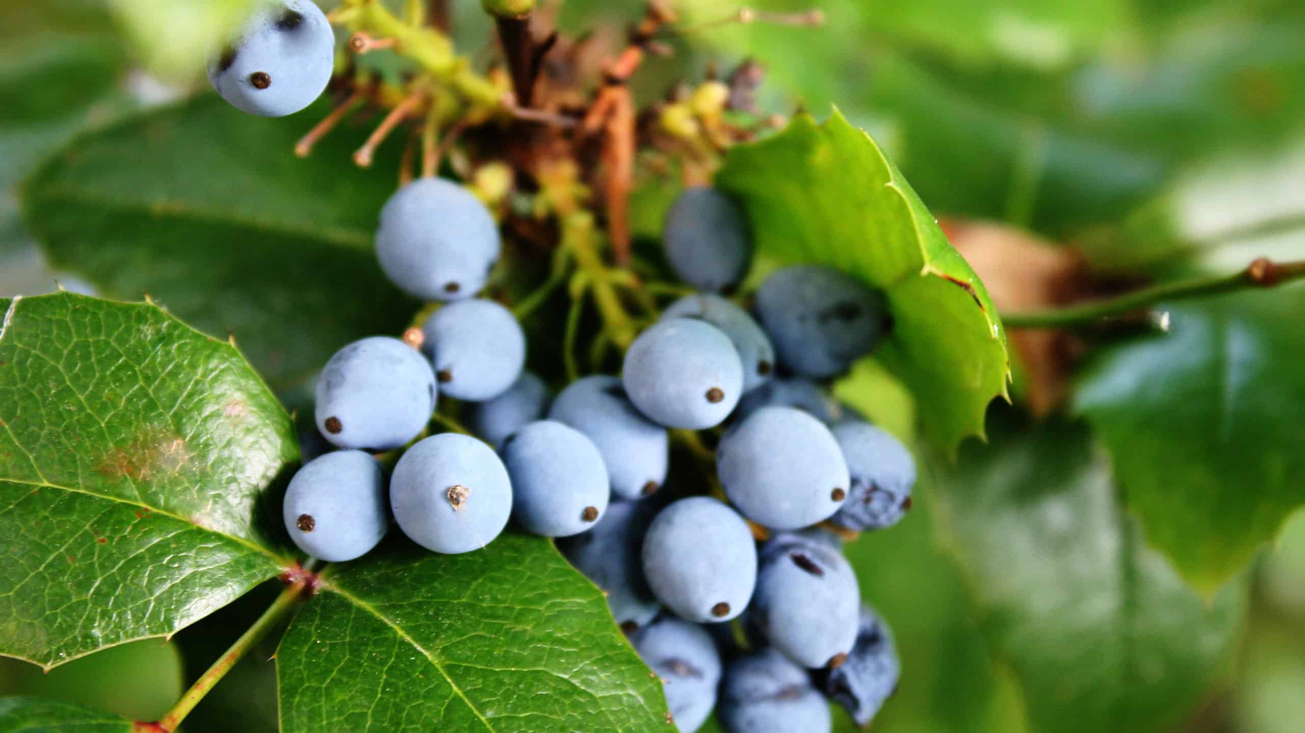 12 piante native dell'Oregon