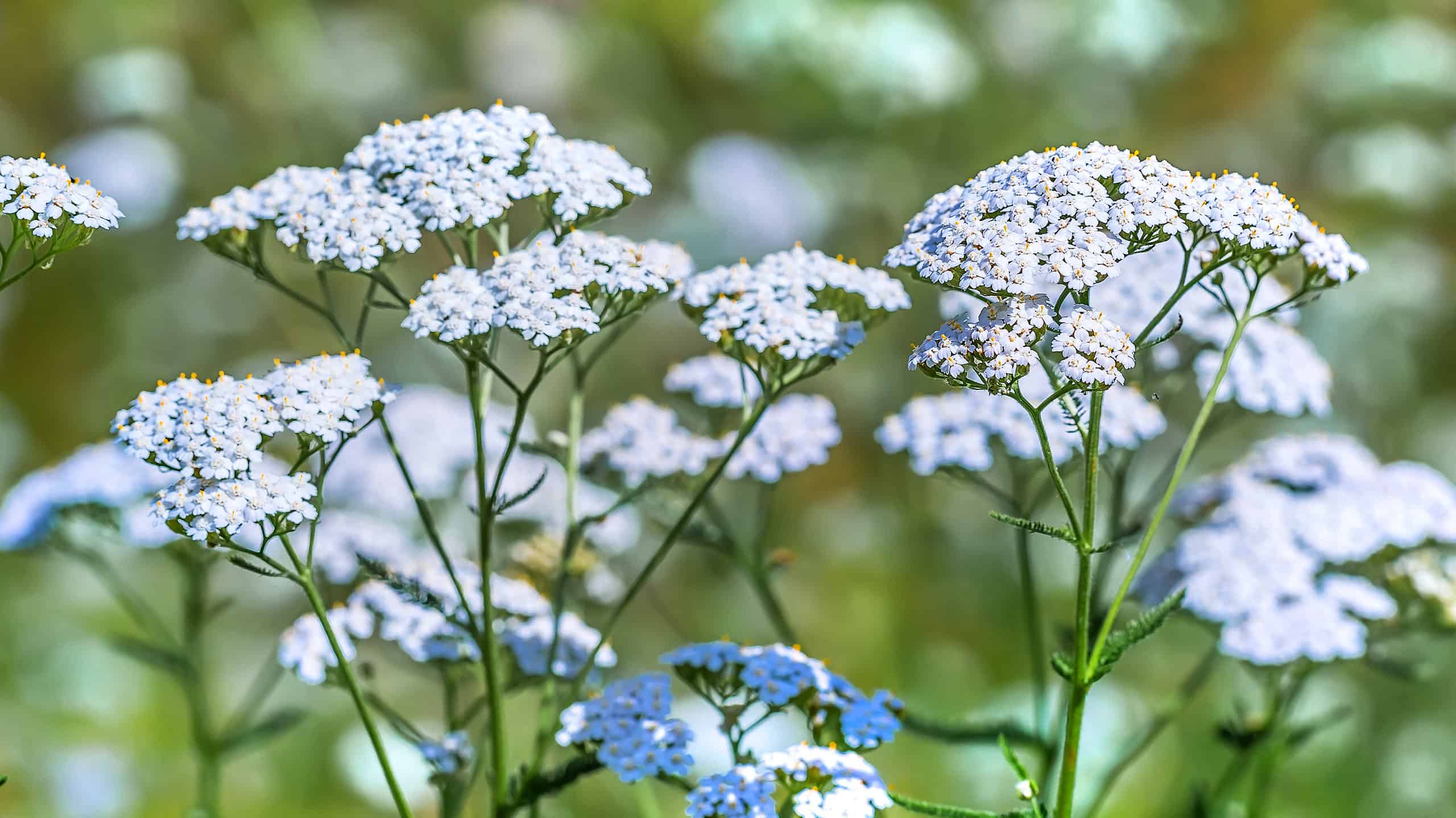 11 piante autoctone a Washington