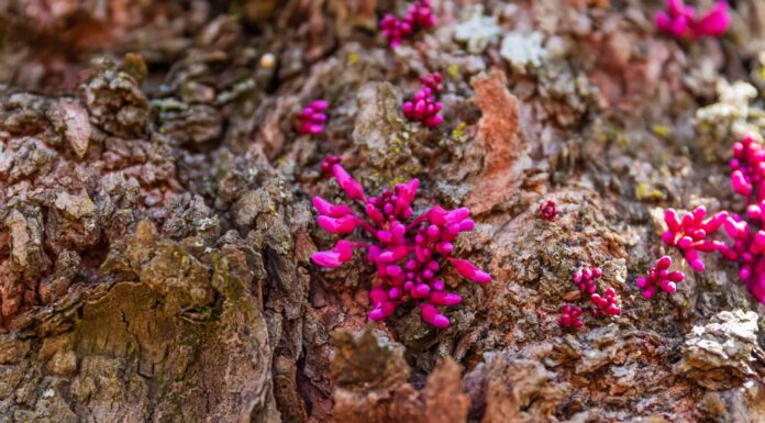 11 piante native in Pennsylvania
