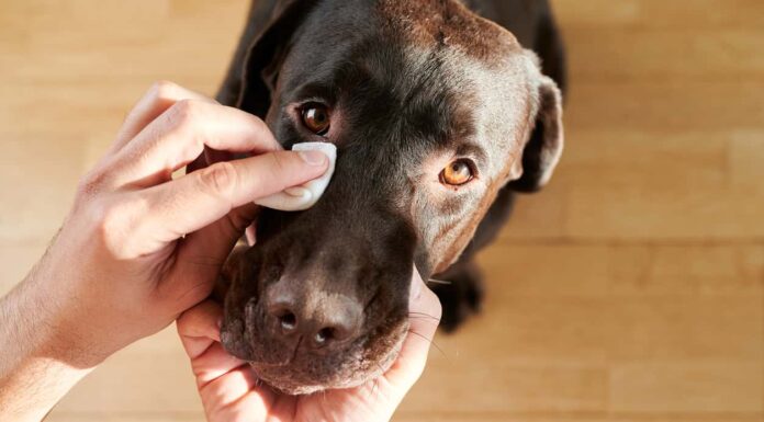 Quando puoi (e non puoi) usare il perossido di idrogeno sui cani
