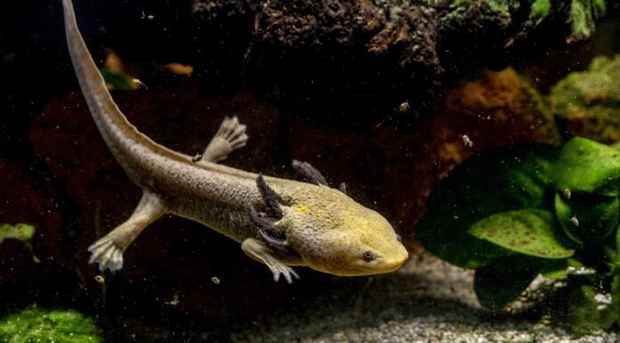 Incontra i 7 Axolotl più carini del mondo
