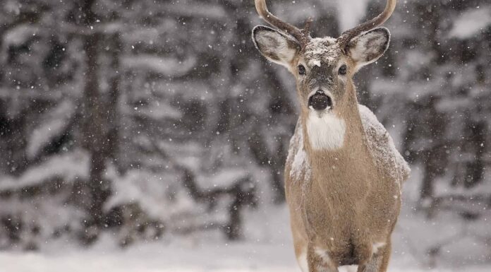 Dove vanno i cervi in ​​inverno?
