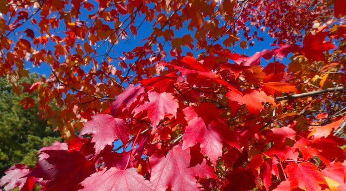 10 piante autoctone nel Vermont
