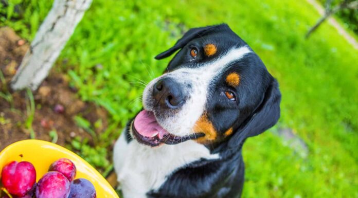 Le prugne sono sicure per i cani da mangiare?
