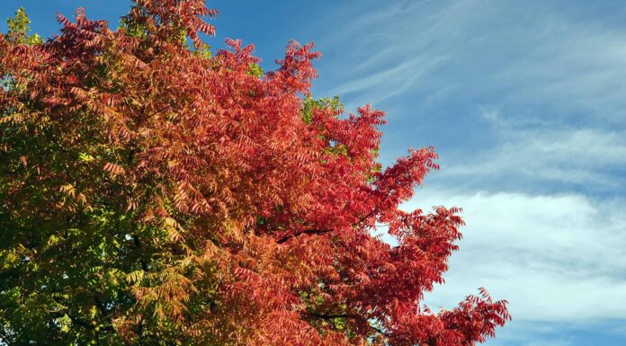 Red Push Pistache vs Pistache cinese
