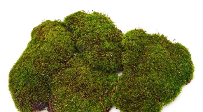 Muschio marino giamaicano contro muschio irlandese
