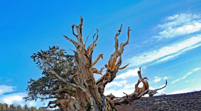 Scopri il pino bristlecone più antico (più antico delle grandi piramidi!)
