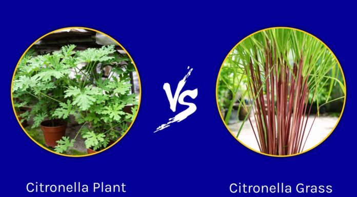 Pianta di citronella contro erba di citronella
