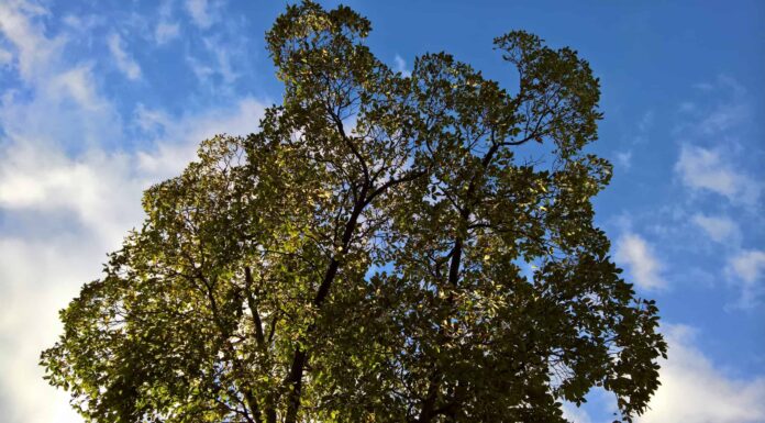 12 grandi alberi nativi del Michigan
