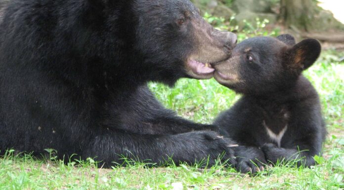 Questo cucciolo di orso semplicemente non riesce a sopportare la prima nevicata
